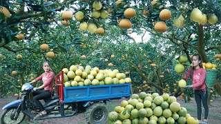 Use 3wheeled Vehicle Harvesting Many Grapefruit Goes To Countryside Market Sell  Giang Thi Ca [upl. by Notnroht]