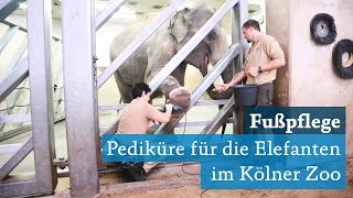 Der Kölner Zoo macht seine Elefanten bereit für den ElefantenTag [upl. by Keverian]