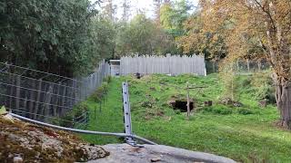 Bären Anlage Zoo Tierpark Herberstein Steiermark Österreich [upl. by Suoiluj]