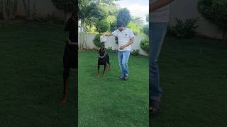 Liger waiting for its treats  Doberman  dog lovers yt shorts [upl. by Myrvyn]