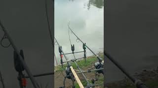 Coarse fishing uk Top Carp run Compilation [upl. by Ettevad]