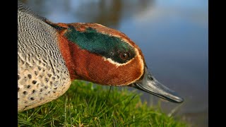 Thank God for Teal  Wildfowling the Creeks [upl. by Kirst]