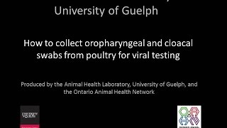 How to collect oropharyngeal and cloacal swabs from poultry for viral testing [upl. by Weylin952]