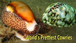 Top 5 Worlds Prettiest and Most Valuable Cowries [upl. by Chuah]