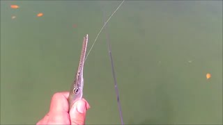 Needlefish Fishing with Circle Hook and Penfishingrodscom [upl. by Kcinnay]