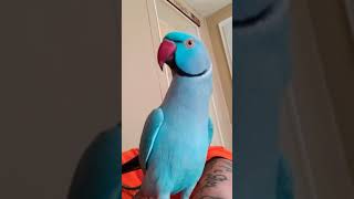 Talking parrot Indy the Indian Ringneck [upl. by Jaala228]