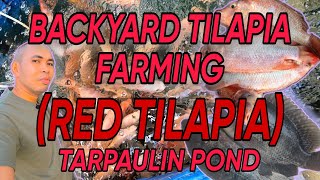 BACKYARD TILAPIA FARMING RED TILAPIA [upl. by Alia54]