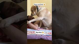 Papa 🧿😍  labra rubi  youtubeshorts shorts labrador dog viral trending cute papa songs [upl. by Aitahs789]