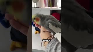 Pajaro celoso de peluche pide atención y tiene una idea [upl. by Ormand]