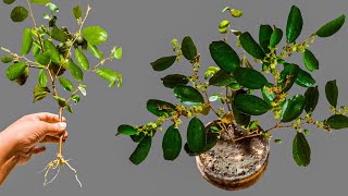 how to propagate jujube tree from cutting [upl. by Euqnom926]