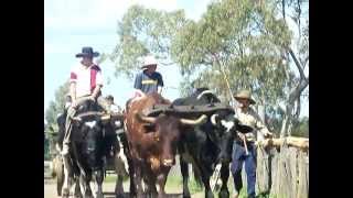 Bullock team in paradeMOV [upl. by Aiyotal997]