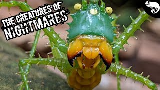 HUGE WEIRD and TERRIFYING Invertebrates of the Amazon Rainforest [upl. by Ynamrej510]