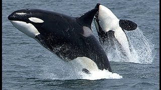 Amazing Orca Killer Whales National Geographic Documentary [upl. by Mingche]