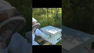 Learn about beekeeping  lets talk boxes [upl. by Aniuqahs]