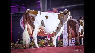 Vache de salon  Samedi 16 novembre 2024 [upl. by Yot]