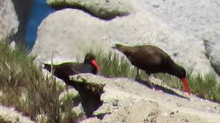 Black Oystercatchers Rock Tossing [upl. by Ueihtam]