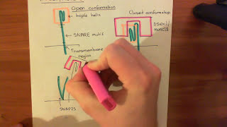 SNARE Proteins Part 3 [upl. by Abisia721]