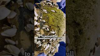 Help the turtle remove the barnacles barnacles wildlife shortvideo animals turtle shots [upl. by Nhguav]