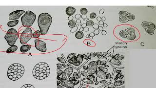 Ergastic substances BSc II Year [upl. by Aloiv]