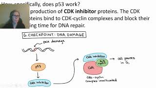 0426 Oncogenes and Tumor Suppressor Genes [upl. by Naarah677]