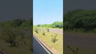 Travel from satara to solapur by road  solapur satara roadtrip safarwithmd youtubeshorts [upl. by Marie]