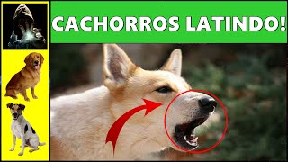 EFEITO SONORO CACHORROS LATINDO  DOG BARKING SOUND EFFECT [upl. by Golliner]