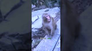 Monkey amazed by Magic Trick [upl. by Tarrel]