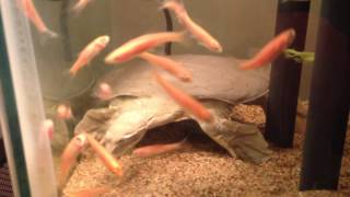 Spiny Softshell Turtle Sandy Fishing [upl. by Kire]