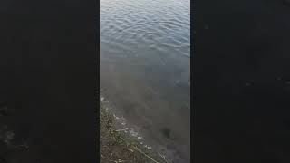 Big PB Pond Fishing  Gary Got Him A Nice One  Part 1  Adam cam shortsvideo fishing [upl. by Frerichs]