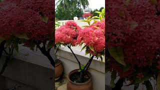 How to grow Ixora plant  Ixora plant care  Beautiful ixora plant ixora ixoraplant shorts [upl. by Tniassuot]