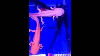 Discover the SECRET to a Thriving Axolotl Aquarium [upl. by Nosde]