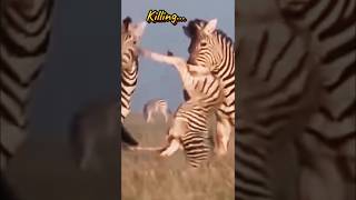 Zebra Stallion 🦓 Kills Offspring of other Male shorts [upl. by Annaya]