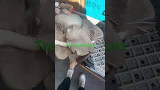 Anyang marketviralvideo subscribenow [upl. by Glenna74]