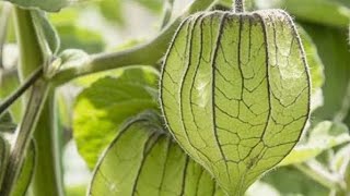 Cultivation of green physalis Tomatillo in a pot  a very simple and good method [upl. by Eibur]