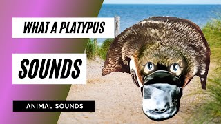 What a Platypus Sounds Like  Animation  mp3 [upl. by Guenzi]