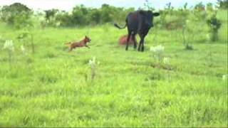 Australian Cattle Dog  Dia de Campo  Boiadeiro australiano [upl. by Derrek]