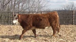 L390 Brink Genetics 2024 Fleckvieh Bull amp Female Offering [upl. by Eliot528]