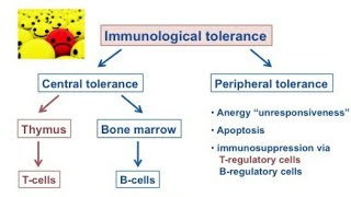 Immunological tolerance hindi [upl. by Amelina]