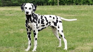 Dalmatien tout savoir sur cette race de chien Dalmatian dog VF [upl. by Arney]