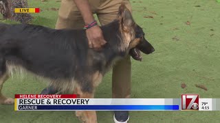 Pets rescued and recovered after Hurricane Helene [upl. by Gitt]