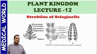 STROBILUS IN PTERIDOPHYTES  PLANT KINGDOM  LECTURE 12 [upl. by Lehcar]