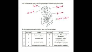 ECZ The alimentary canal Biology Paper 1 Exam question [upl. by Reni599]