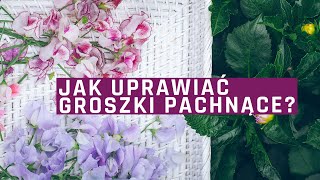 Kwiaty z ogrodu groszek pachnący  siew uprawa praktyczne porady [upl. by Base23]