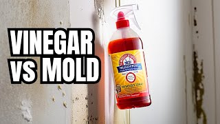 Does Vinegar Kill Mold The TRUTH About Using Vinegar for Mold [upl. by Ettena409]