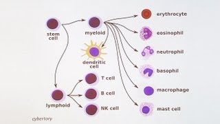 Immunology 101 The Basics and Introduction to our Patient [upl. by Nedak]