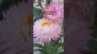 Growing Strawflowers from Seed [upl. by Happ]