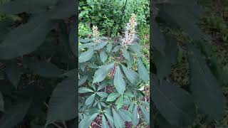 Plant Spotlight  Bottlebrush Buckeye [upl. by Scotney]