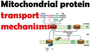 Mitochondrial protein transport mechanisms [upl. by Ecnesse]