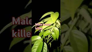 Male worm killer omuta njoka shorts youtuber automobile wormszone [upl. by Nepean]