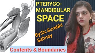 Pterygomandibular Space  Boundaries And Contents  Oral Surgery  Pterygomandibular Raphe [upl. by Filomena]